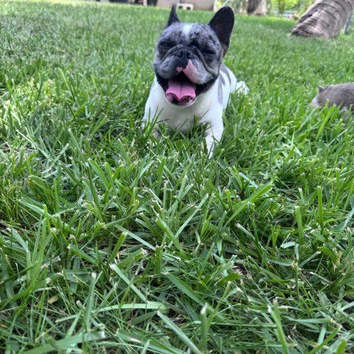 Stormy, a Adoptable French Bulldog in Plantation, FL image 5/5