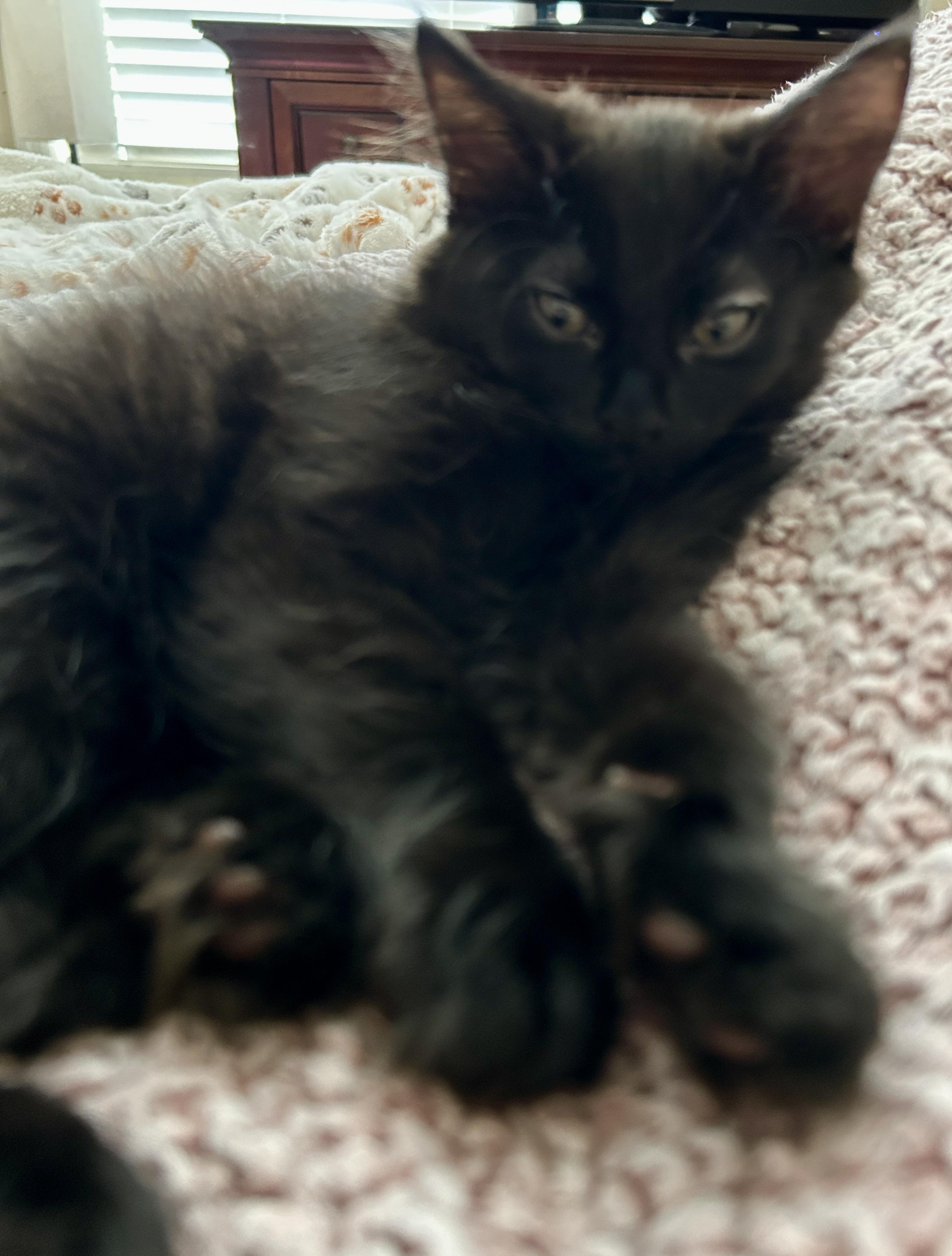 Enlarge Archie, a Adopted Domestic Medium Hair in Fayetteville, NC image 4/6