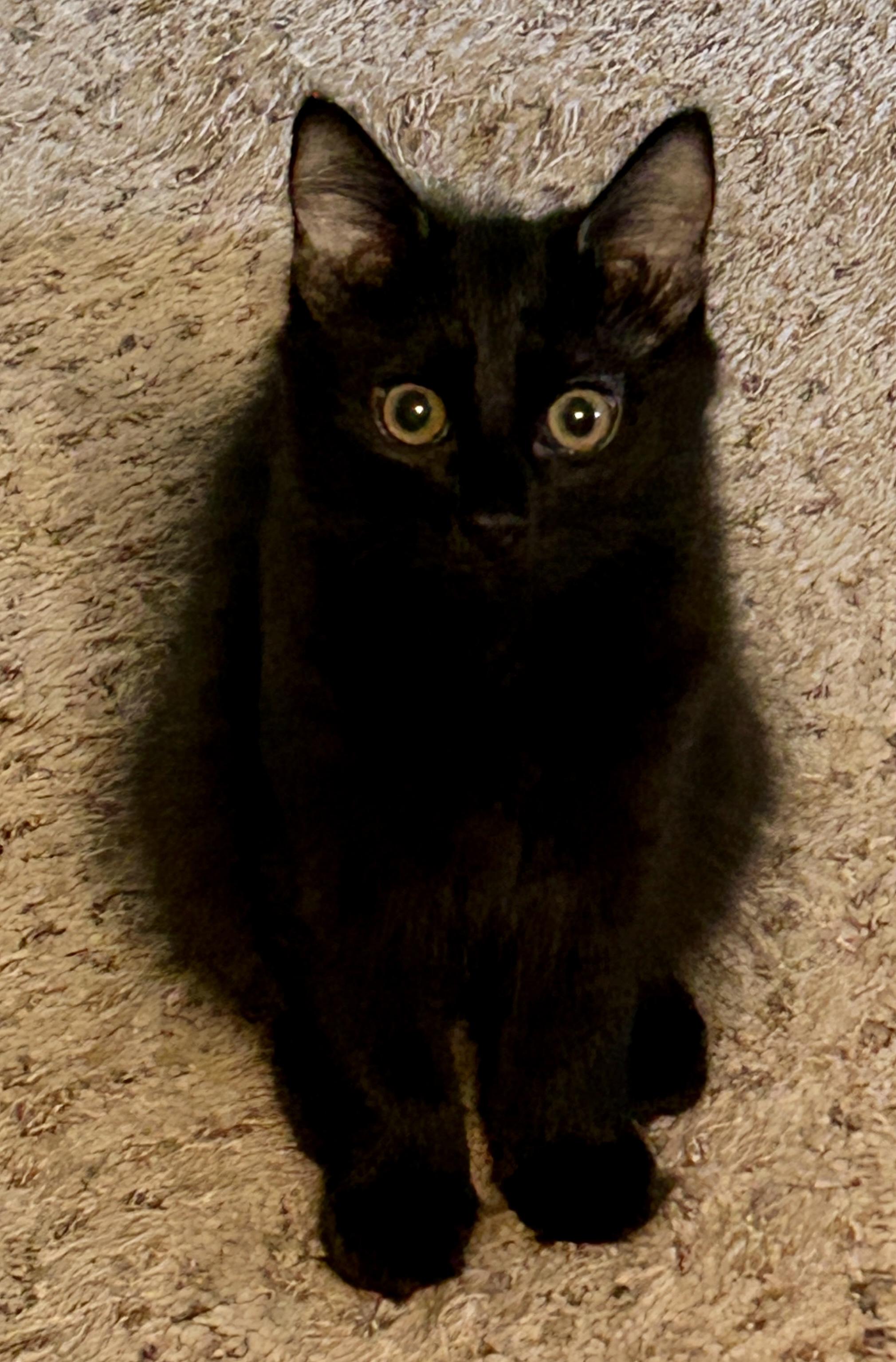 Enlarge Archie, a Adopted Domestic Medium Hair in Fayetteville, NC image 3/6