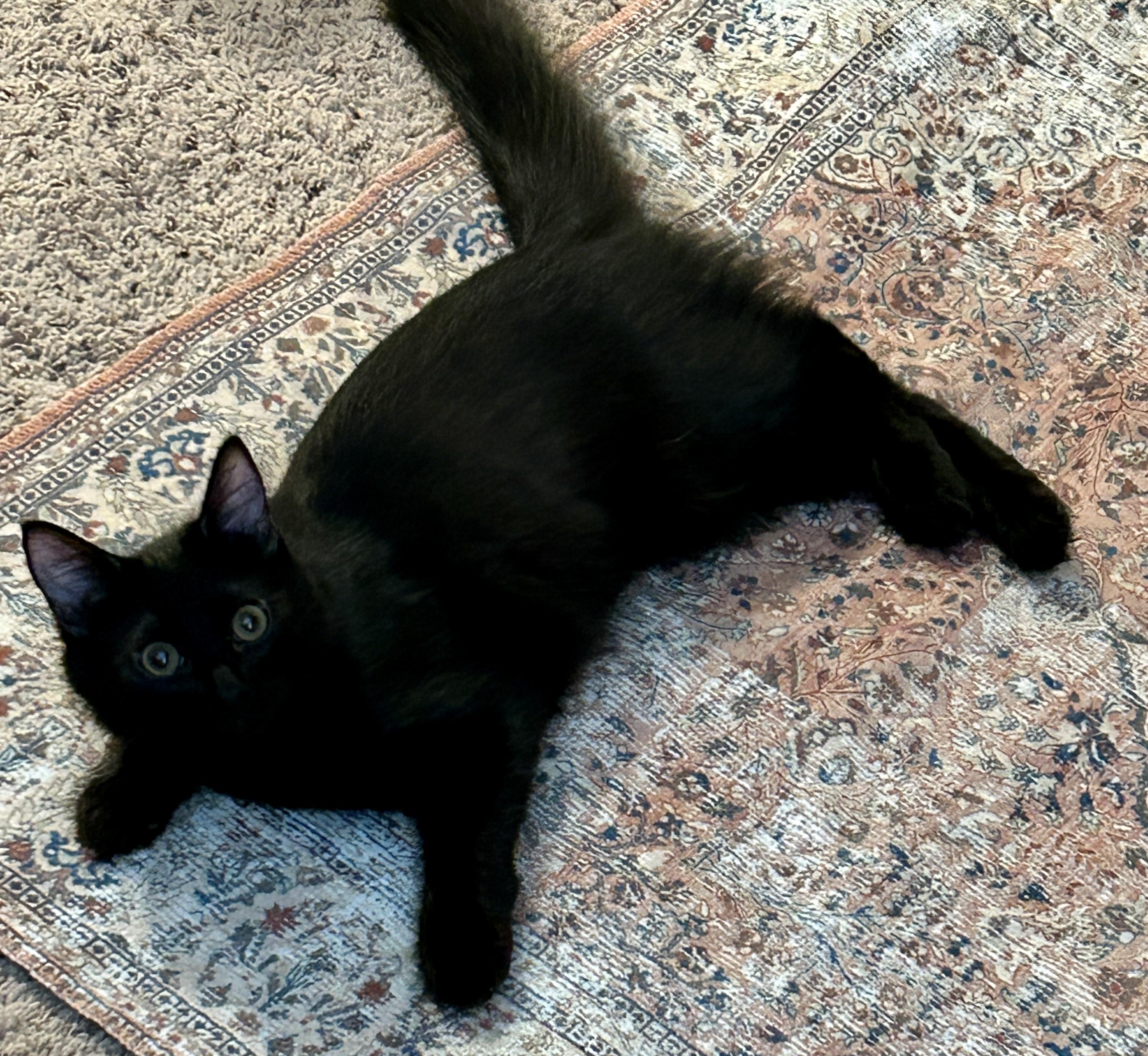 Archie, Adopted, Young Male Domestic Medium Hair.