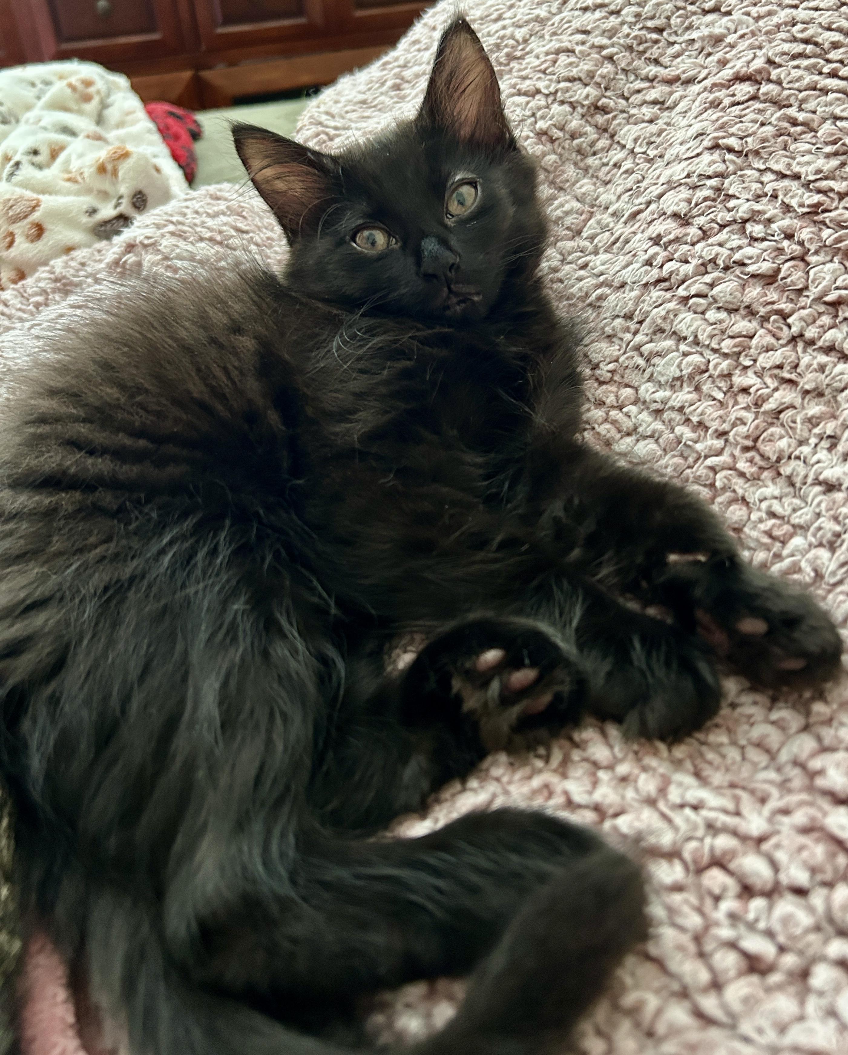 Enlarge Archie, a Adopted Domestic Medium Hair in Fayetteville, NC image 5/6
