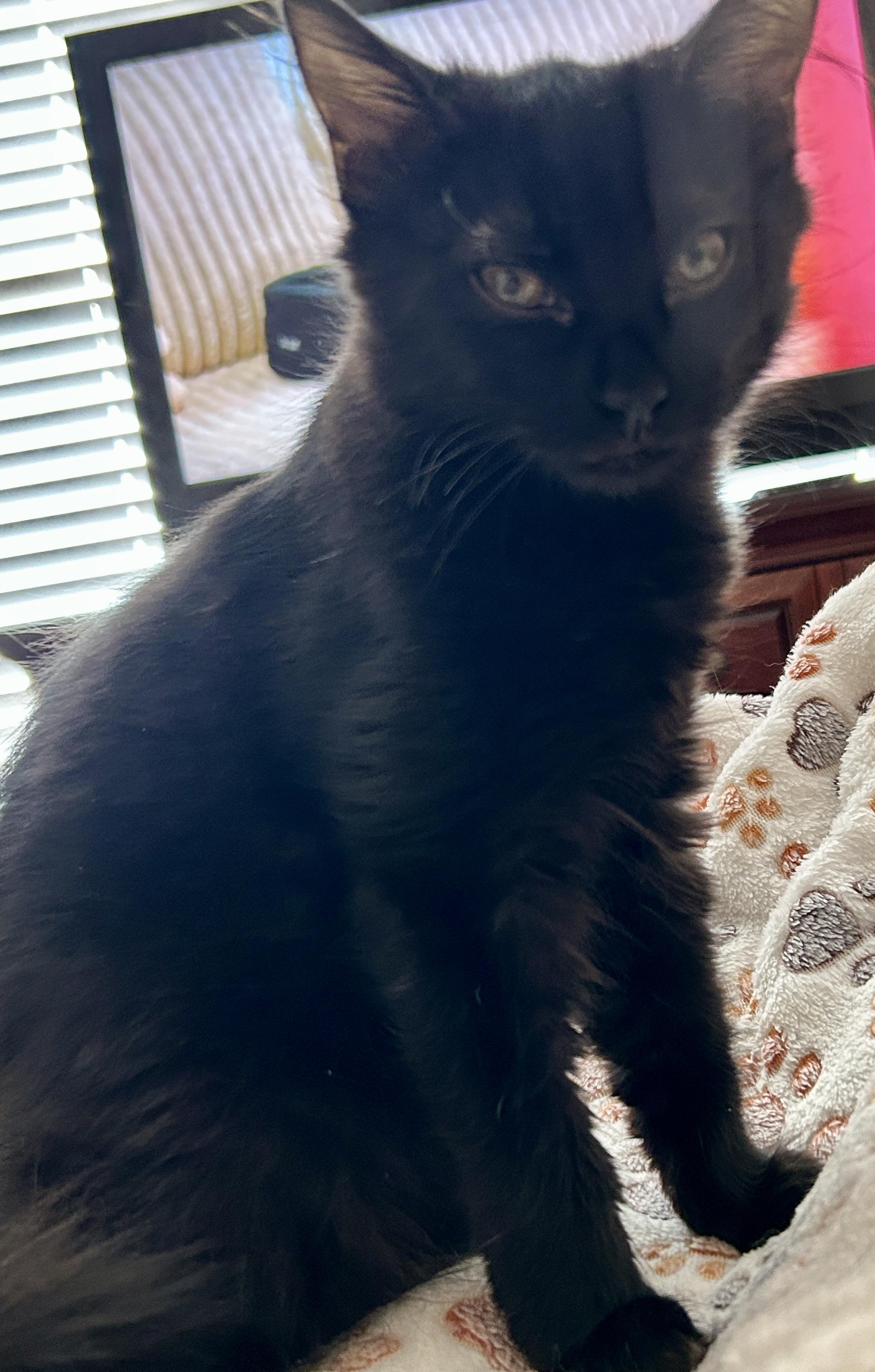 Enlarge Archie, a Adopted Domestic Medium Hair in Fayetteville, NC image 2/6