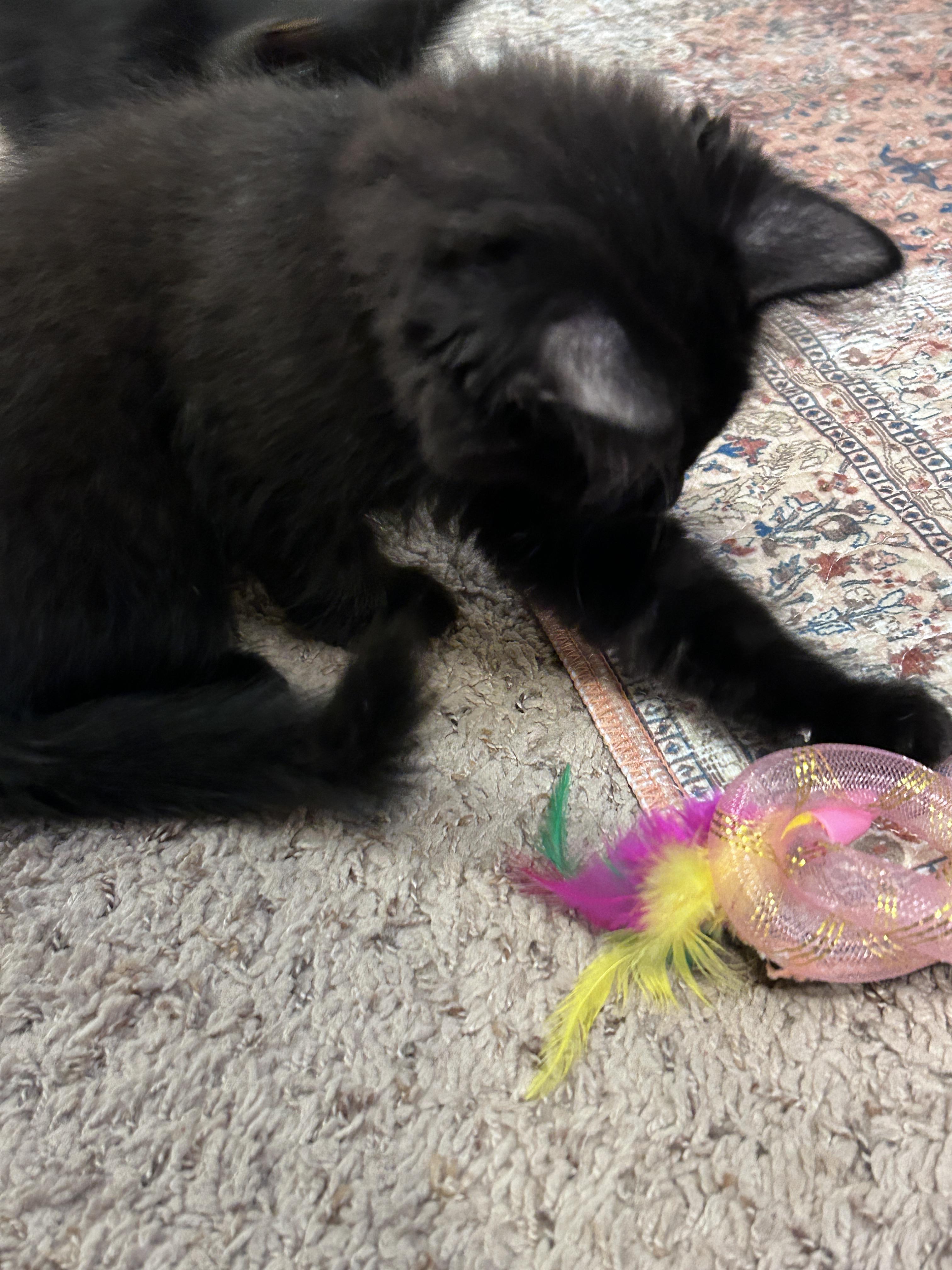 Enlarge Archie, a Adopted Domestic Medium Hair in Fayetteville, NC image 6/6