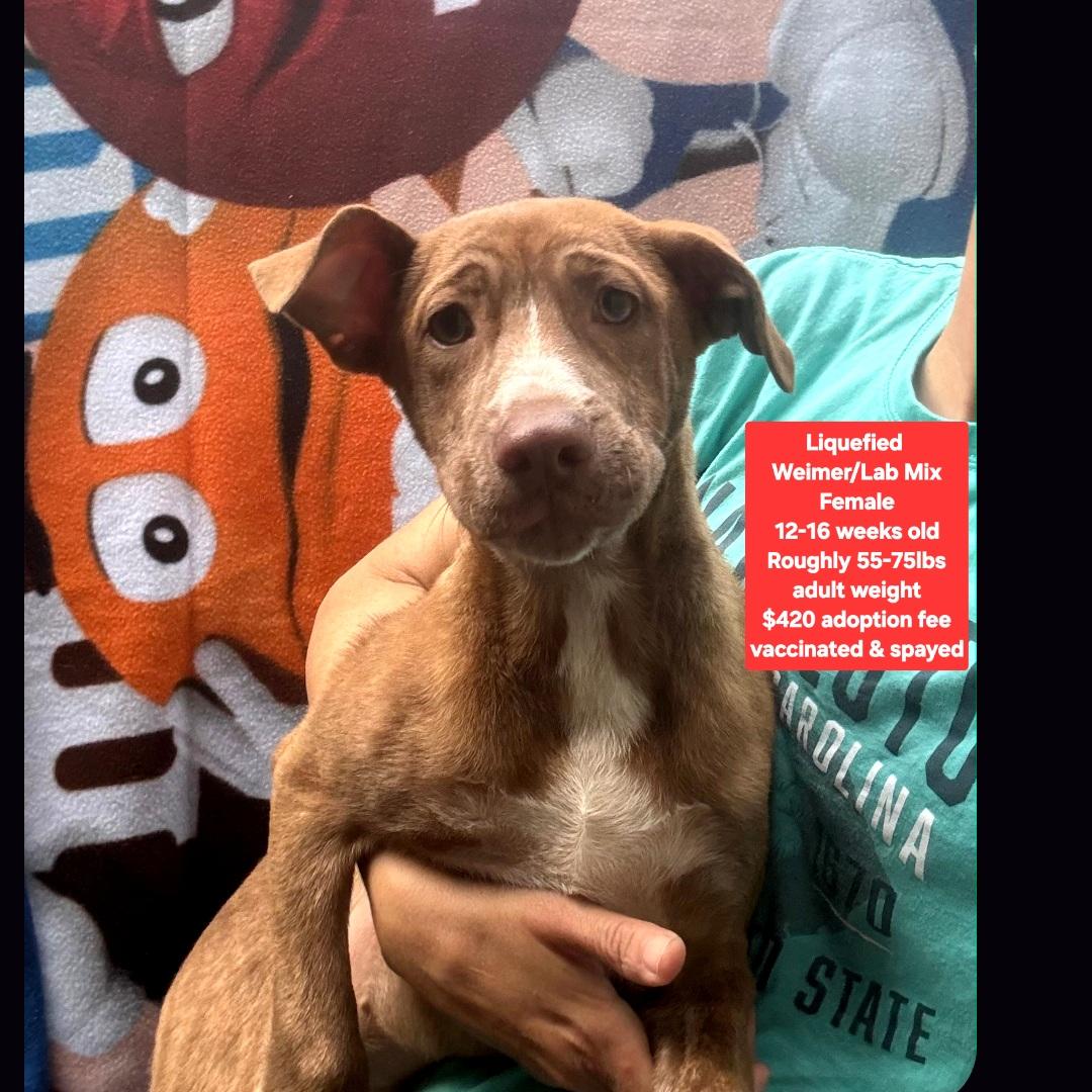 Enlarge Liquefied, a ADOPTABLE mixed breed in Oviedo, FL image 1/1