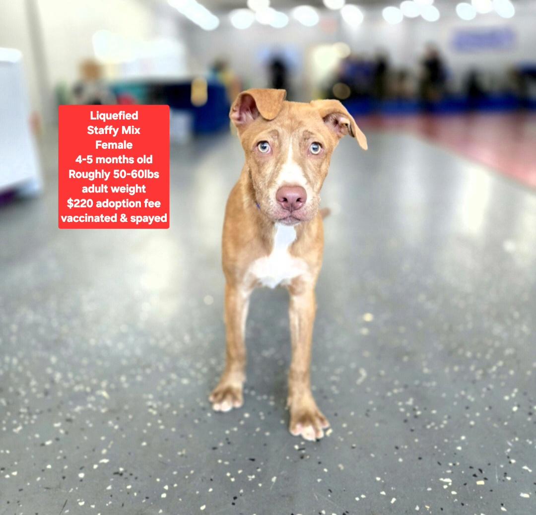 Liquefied, ADOPTABLE, Puppy Female Weimaraner & Labrador Retriever.