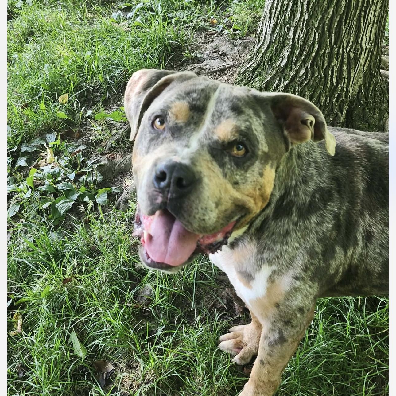 Enlarge Mush, a Adoptable mixed breed in Godfrey, IL image 2/2