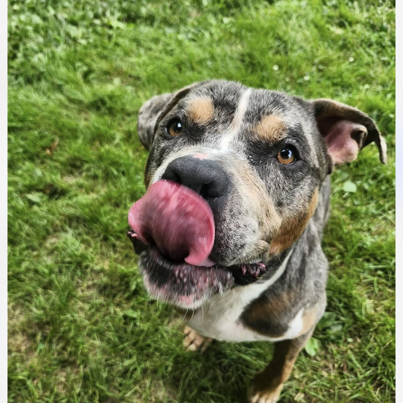Mush, Adoptable, Adult Male American Bully.