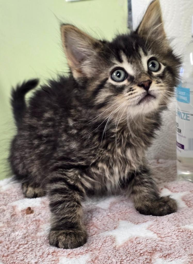 Enlarge Munchkin, a Adoptable mixed breed in Auburn, IN image 1/1