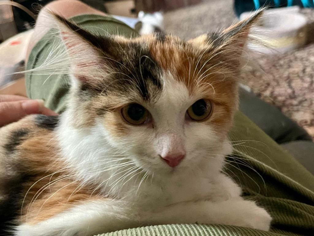 Enlarge Calliope, a Adoptable Calico in Newaygo, MI image 1/1