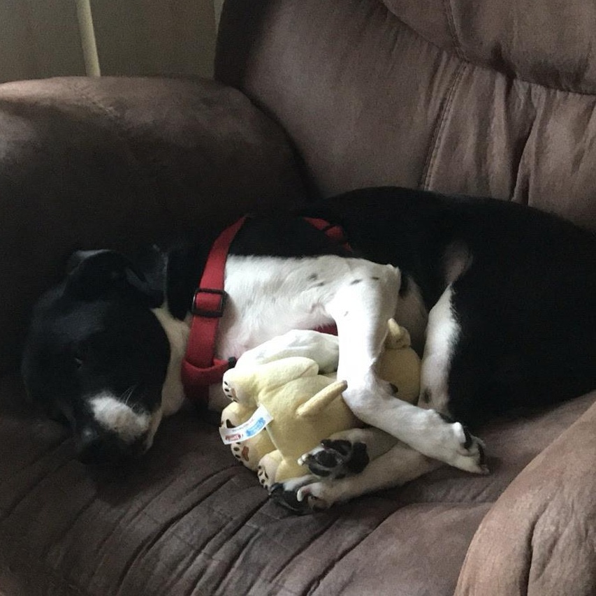 Orion, adoptable, Senior Male Mixed Breed & Labrador Retriever.