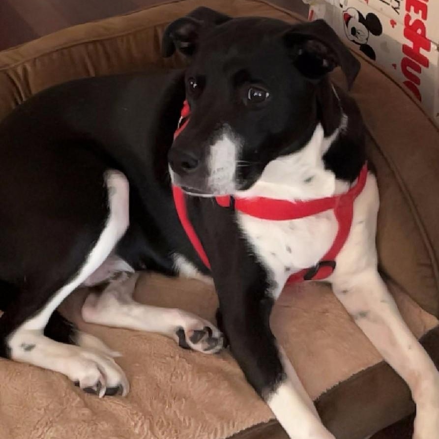 Orion, an adoptable mixed breed in Severn, MD image 2/3