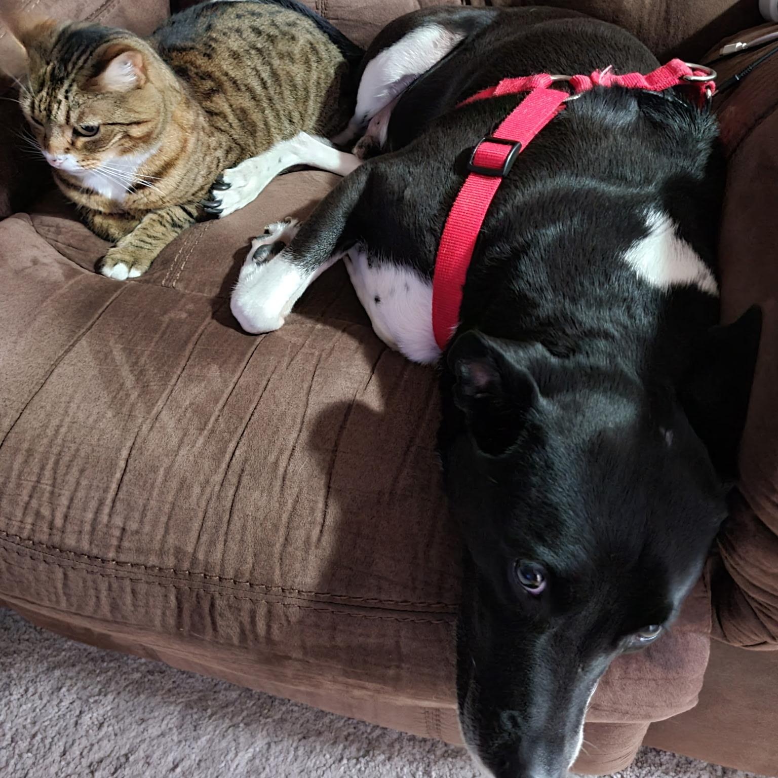 Enlarge Orion, an adoptable mixed breed in Severn, MD image 5/5