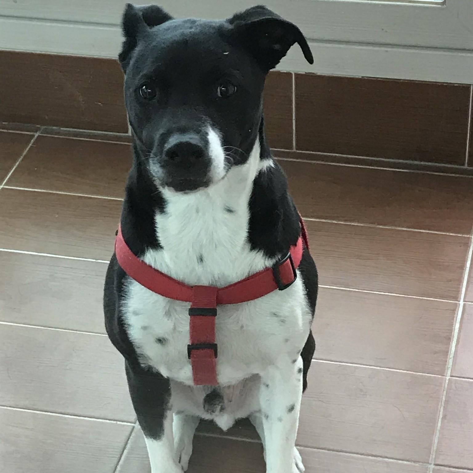 Orion, an adoptable mixed breed in Severn, MD image 3/3