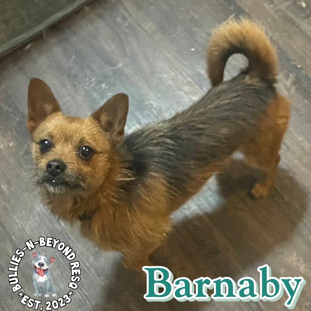 Barnaby, Adoptable, Young Male Chihuahua & Dachshund.
