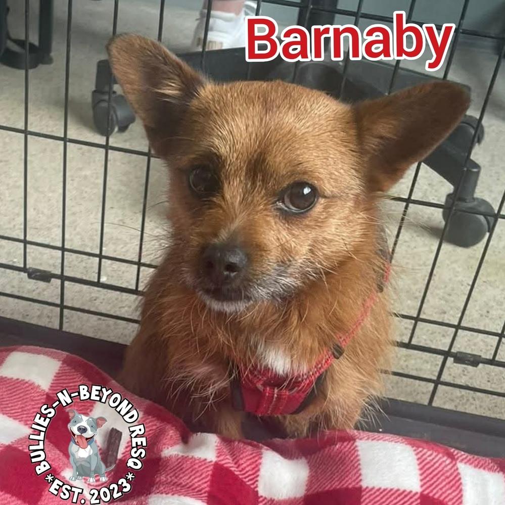 Enlarge Barnaby, a Adoptable mixed breed in Omaha, NE image 3/3