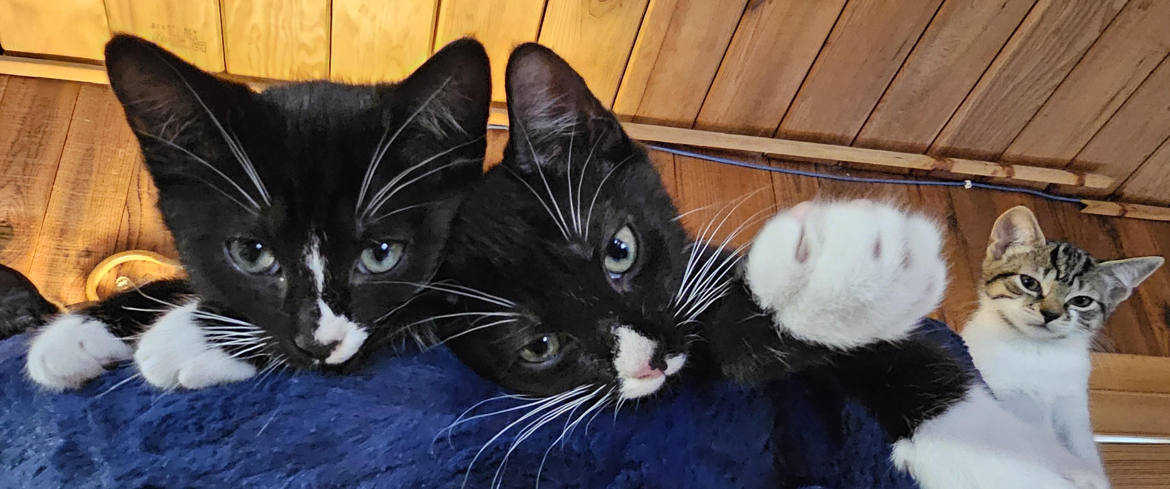 Enlarge Lilikoi, a Adoptable Domestic Short Hair in Tillamook, OR image 4/6