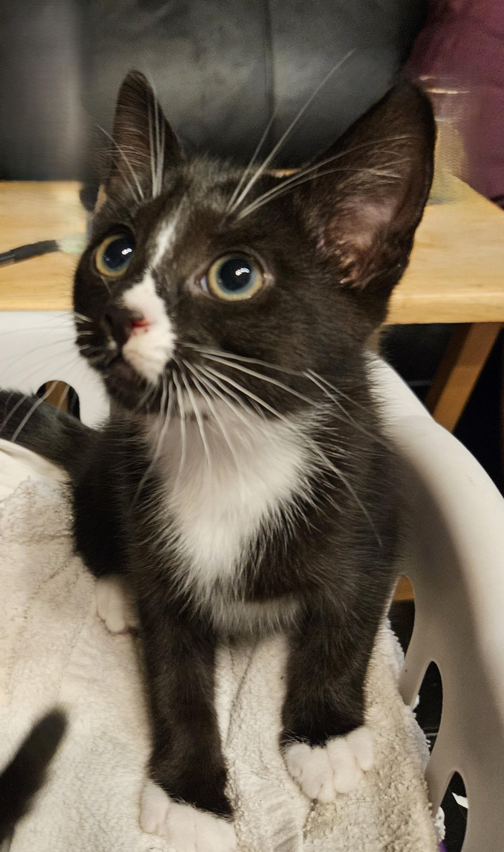 Enlarge Lilikoi, a Adoptable Domestic Short Hair in Tillamook, OR image 5/6