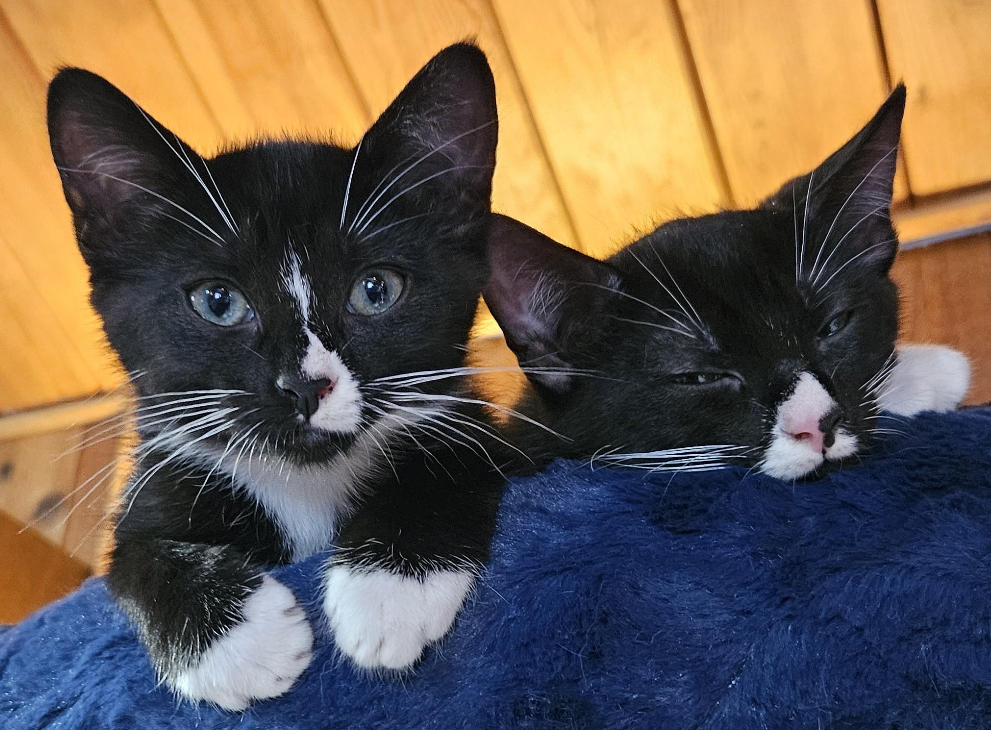 Enlarge Lilikoi, a Adoptable Domestic Short Hair in Tillamook, OR image 2/6