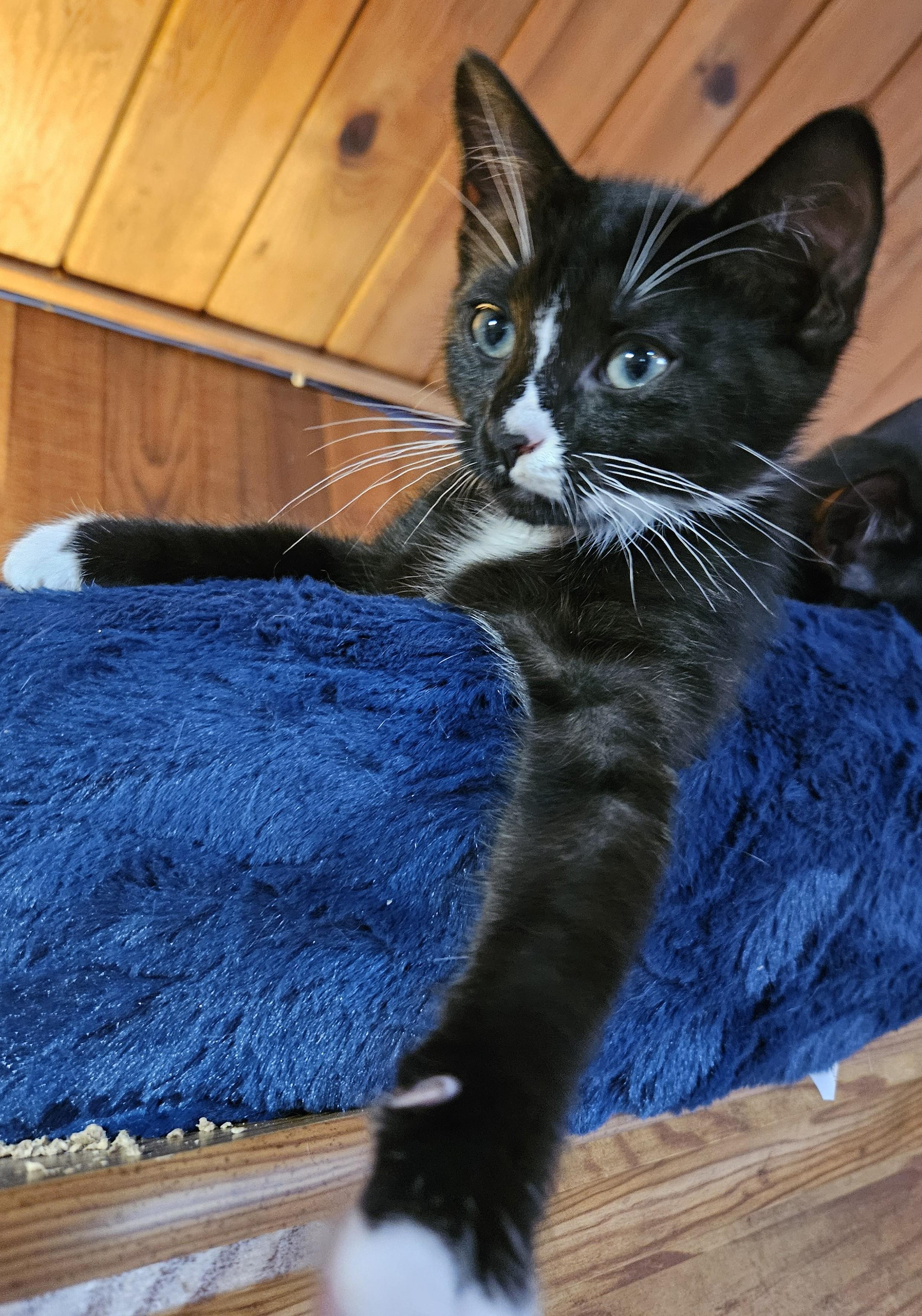 Enlarge Lilikoi, a Adoptable Domestic Short Hair in Tillamook, OR image 6/6