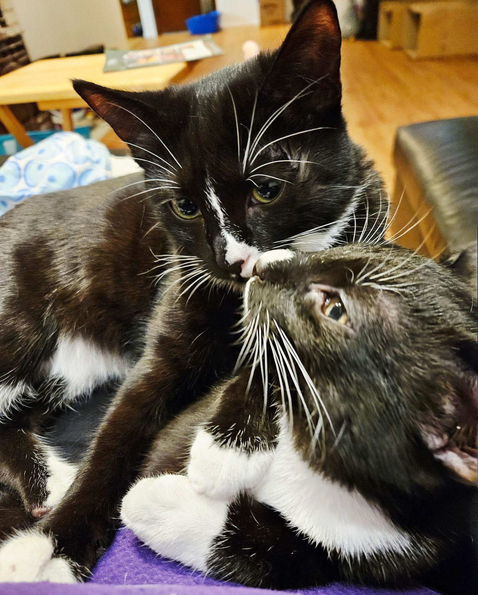 Lilikoi, Adoptable, Young Female Domestic Short Hair.