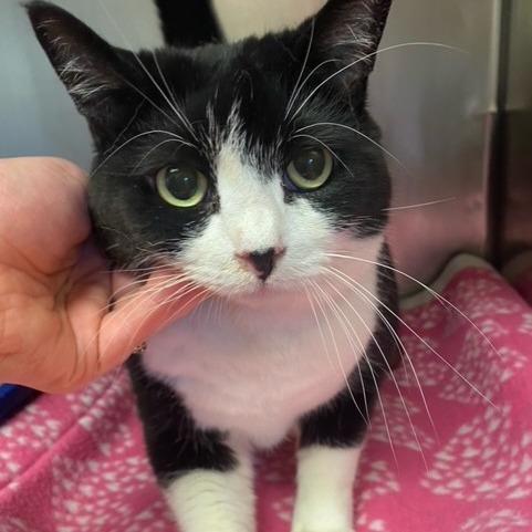 Enlarge Oreo, a Adoptable Domestic Short Hair in Chehalis, WA image 1/1