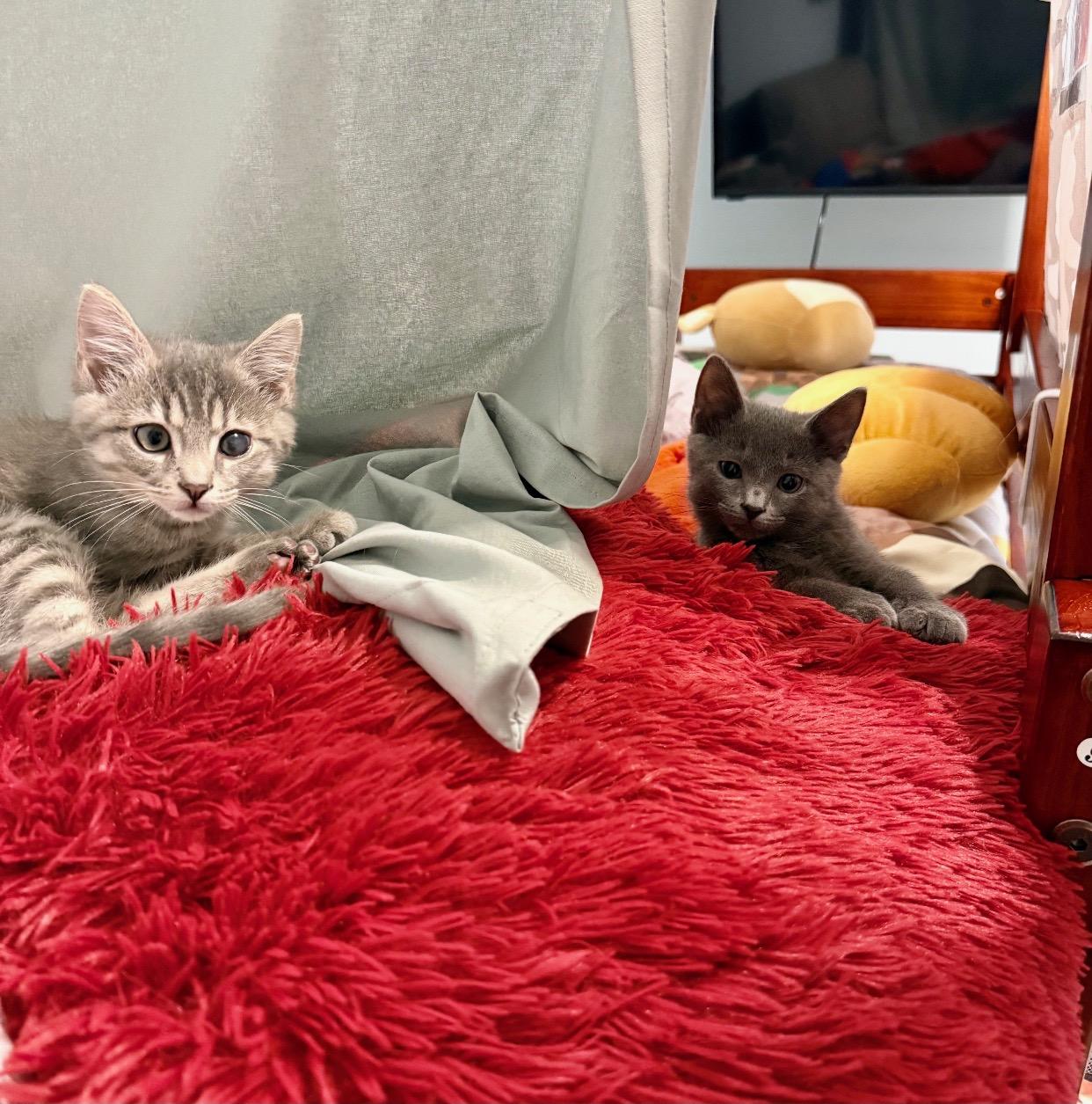 Oscar, a Adoptable Tabby in Cincinnati, OH image 3/5