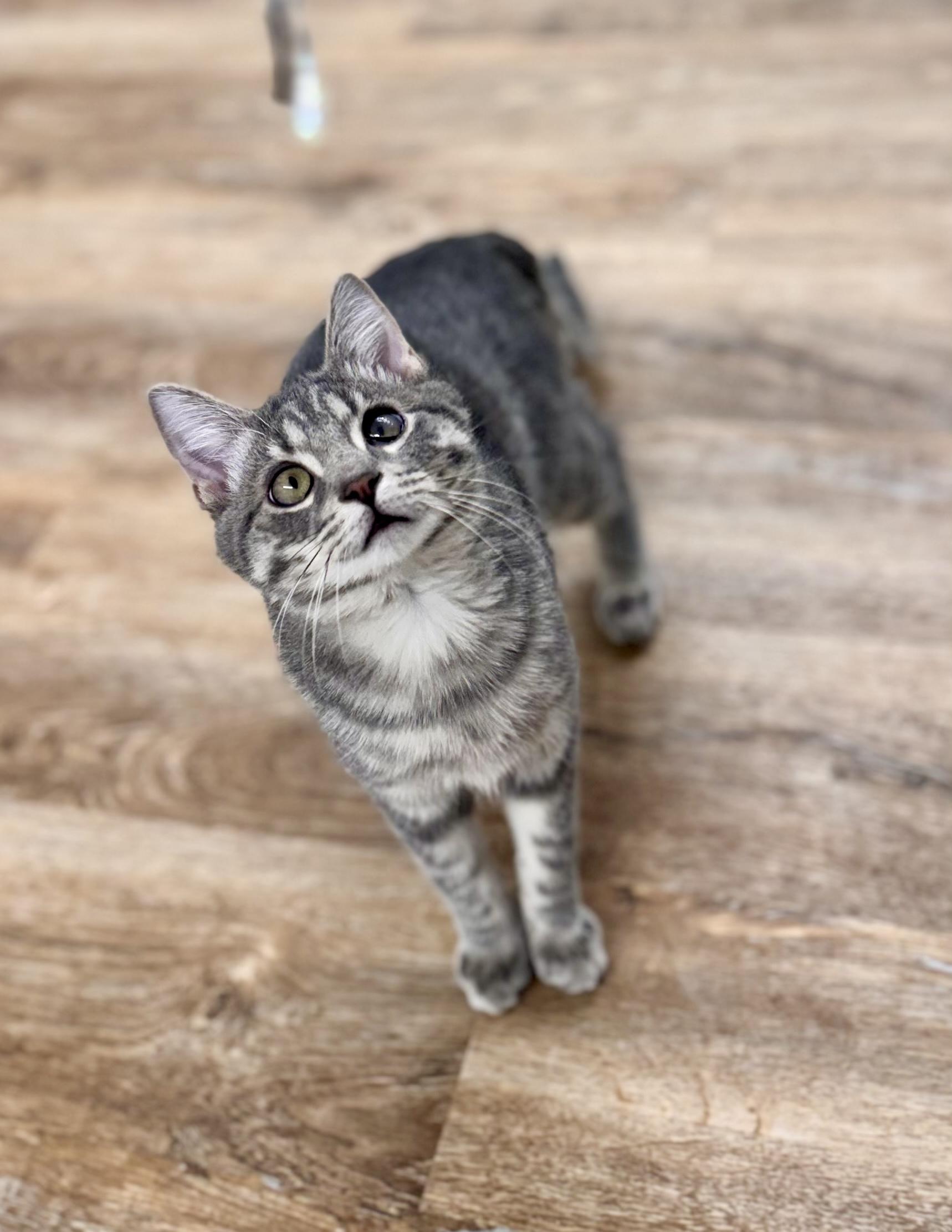 Oscar, Adoptable, Kitten Male Tabby.