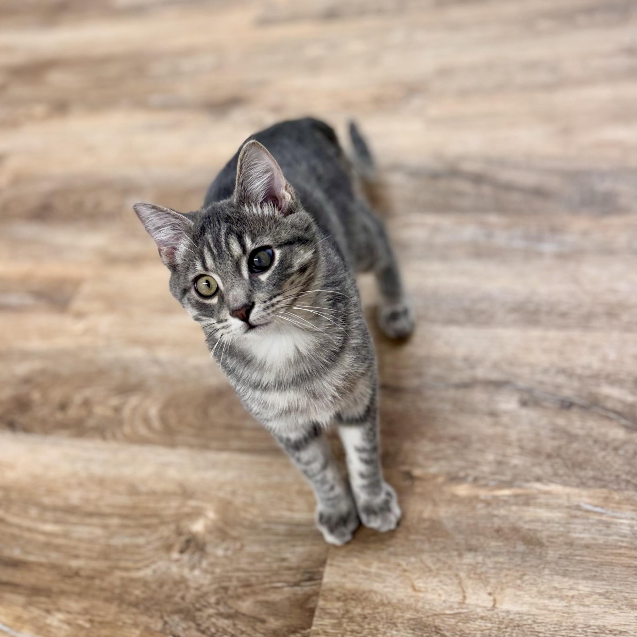 Oscar, a Adoptable Tabby in Cincinnati, OH image 2/5