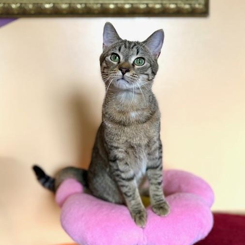 Enlarge Hamilton, an adopted Domestic Short Hair in Sweetwater, TN image 2/6