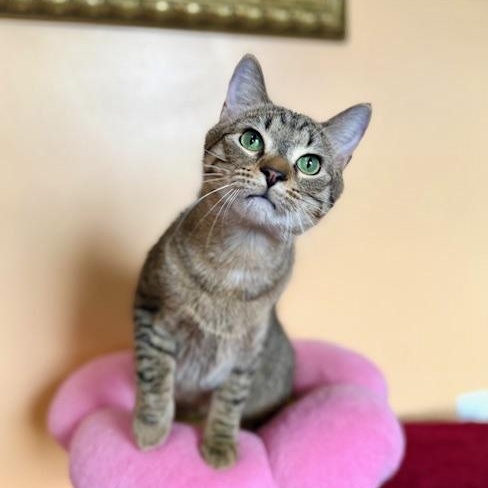 Enlarge Hamilton, an adopted Domestic Short Hair in Sweetwater, TN image 1/6