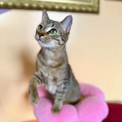 Enlarge Hamilton, an adopted Domestic Short Hair in Sweetwater, TN image 5/6