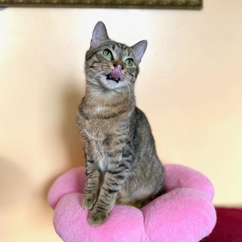 Enlarge Hamilton, an adopted Domestic Short Hair in Sweetwater, TN image 4/6