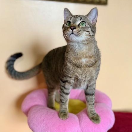 Enlarge Hamilton, an adopted Domestic Short Hair in Sweetwater, TN image 6/6