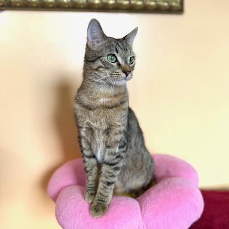 Enlarge Hamilton, an adopted Domestic Short Hair in Sweetwater, TN image 3/6