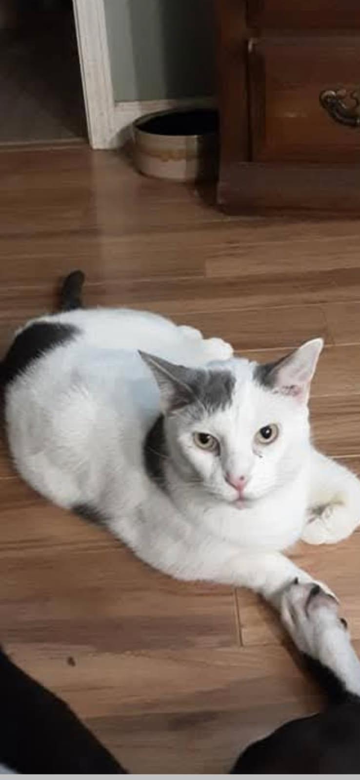 Enlarge Snickers - FREE TO ADOPT SENIOR, a Adoptable mixed breed in Cookeville, TN image 2/3