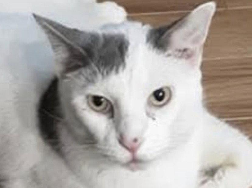 Enlarge Snickers - FREE TO ADOPT SENIOR, a Adoptable mixed breed in Cookeville, TN image 3/3