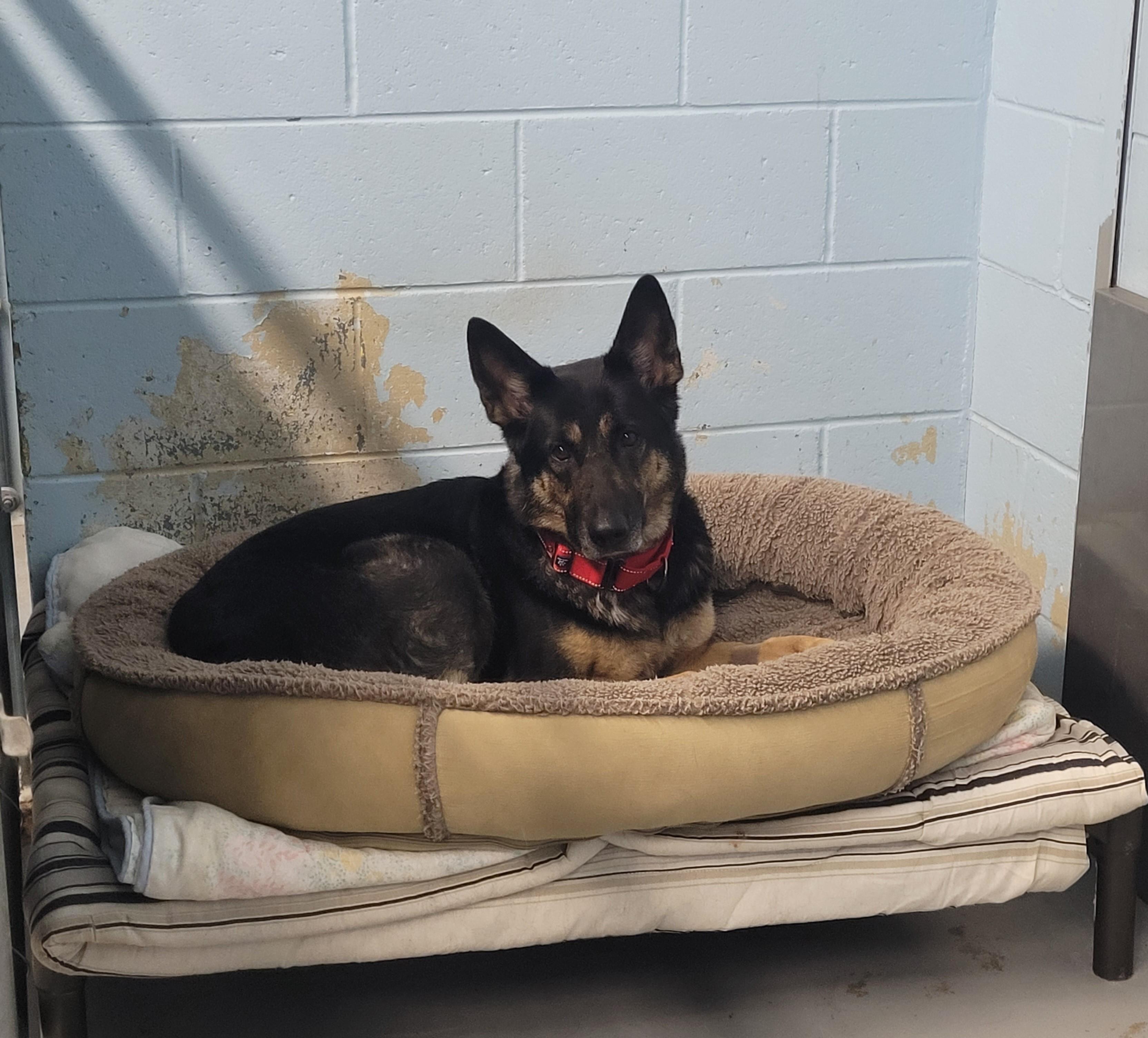 Zola, Adoptable, Adult Female German Shepherd Dog.