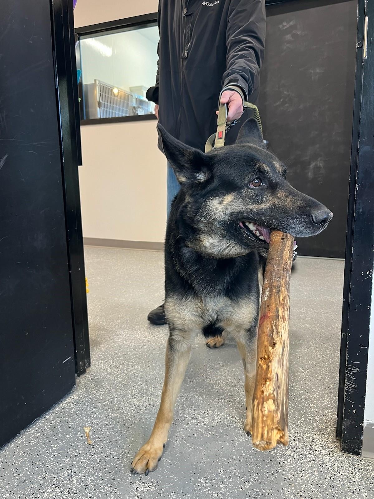Enlarge Zola, a Adoptable German Shepherd Dog in North Attleboro, MA image 2/2