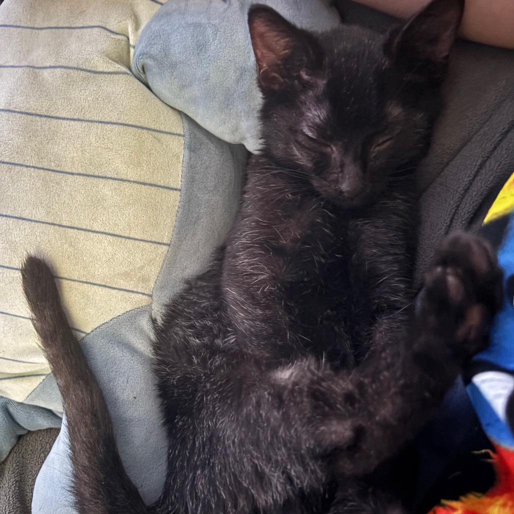 Iris, Adoptable, Kitten Female Domestic Short Hair.