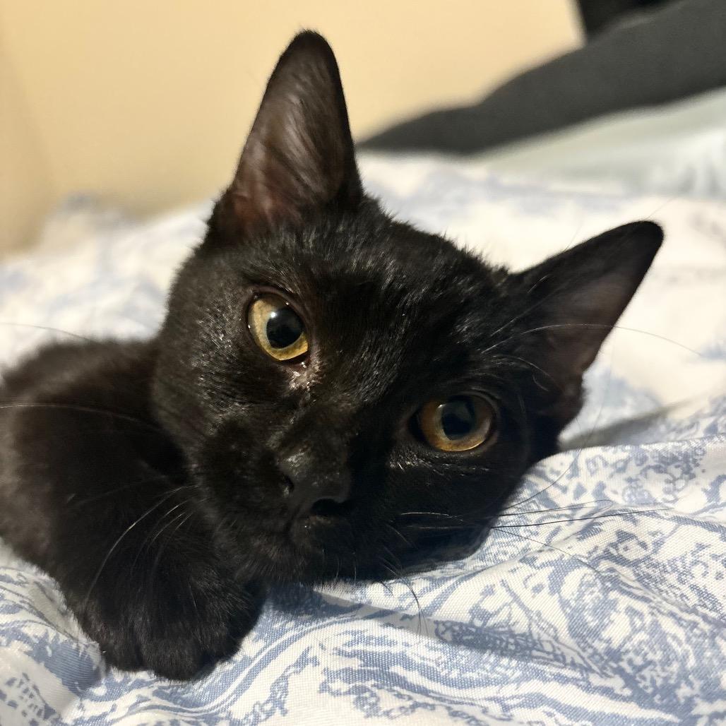 Enlarge Iris, a Adoptable Domestic Short Hair in Odenville, AL image 2/4