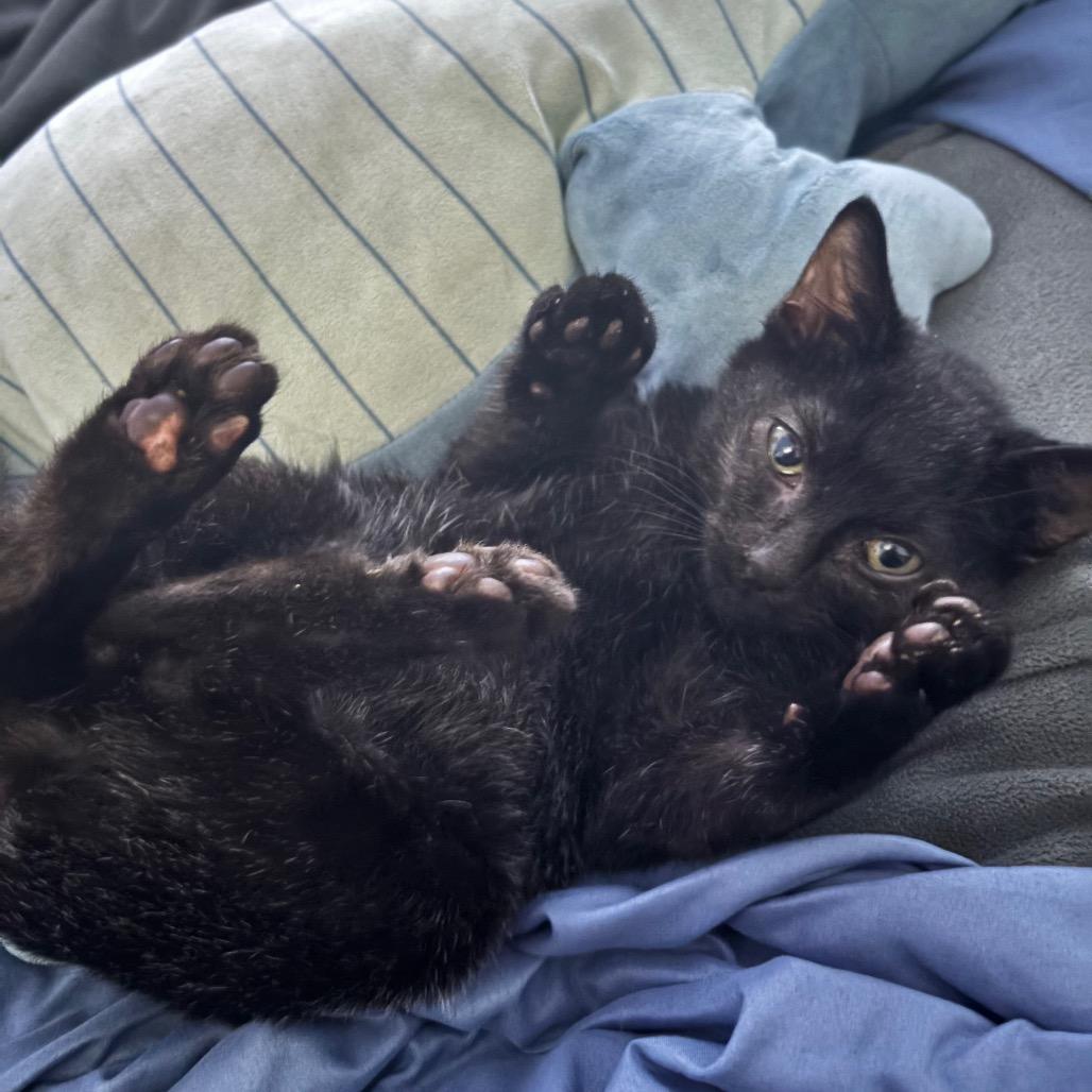 Enlarge Iris, a Adoptable Domestic Short Hair in Odenville, AL image 3/4