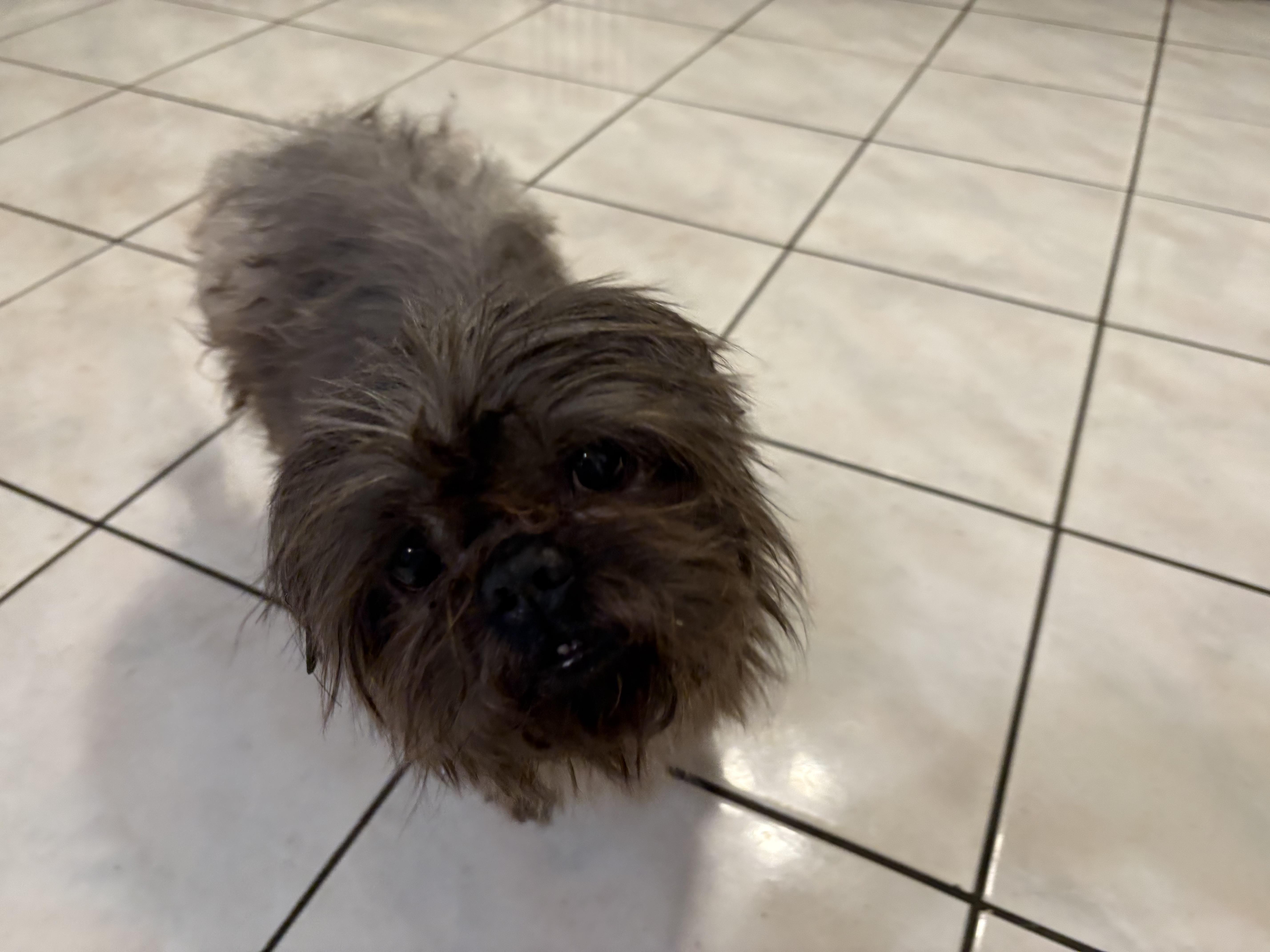 Ash, Adopted, Senior Male Shih Tzu.
