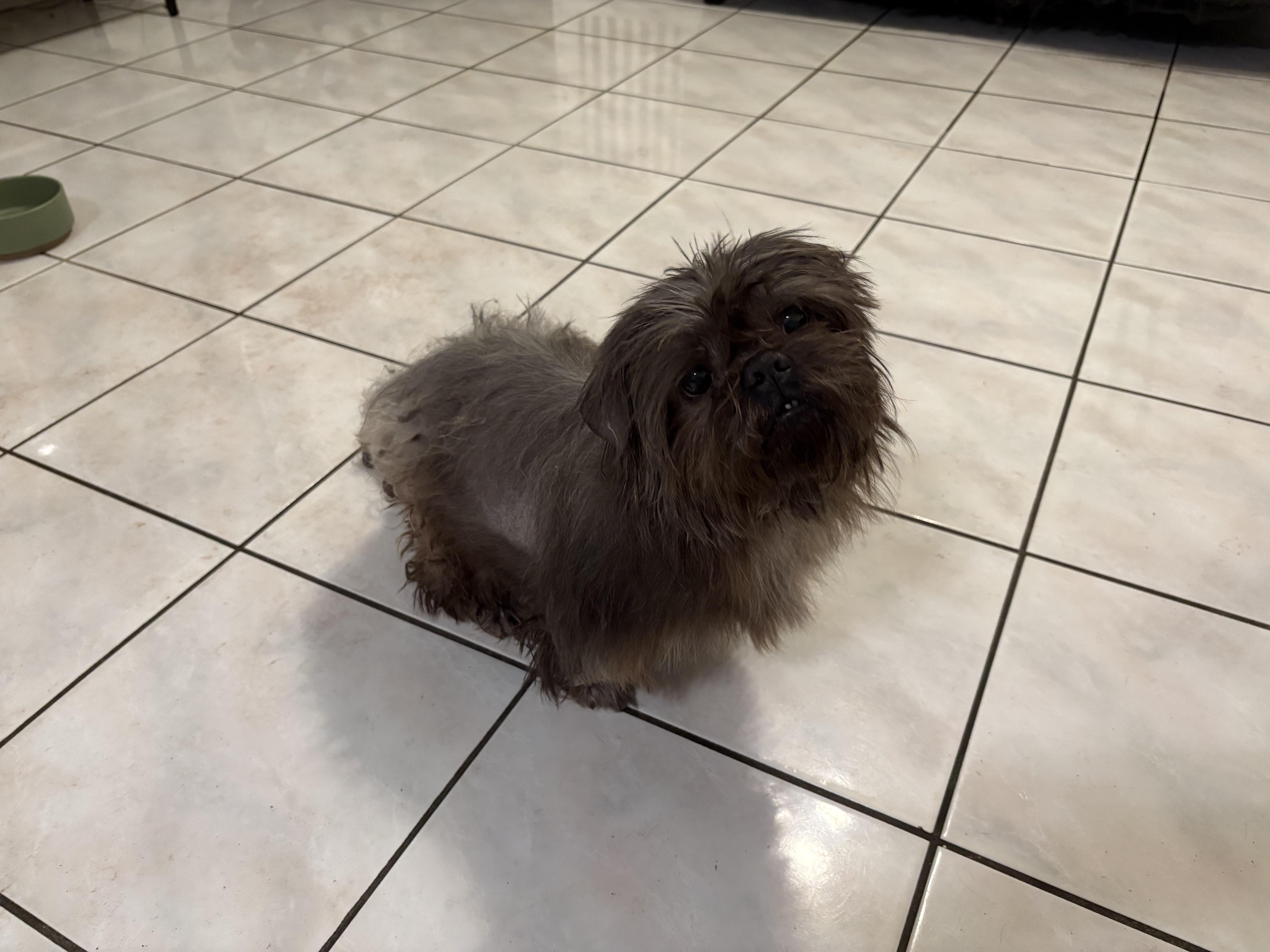 Enlarge Ash, a Adopted Shih Tzu in Hialeah, FL image 2/3