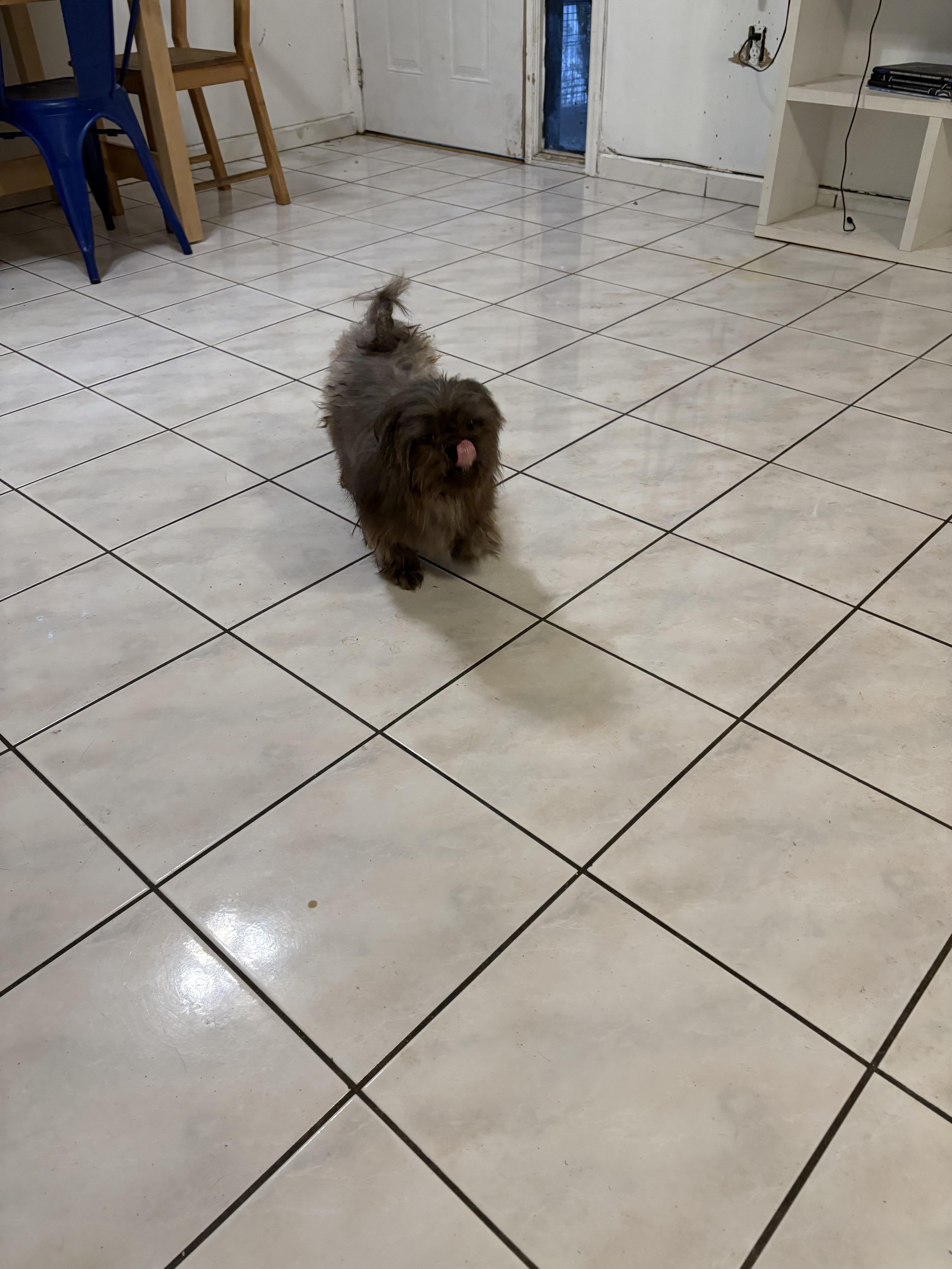 Enlarge Ash, a Adopted Shih Tzu in Hialeah, FL image 3/3