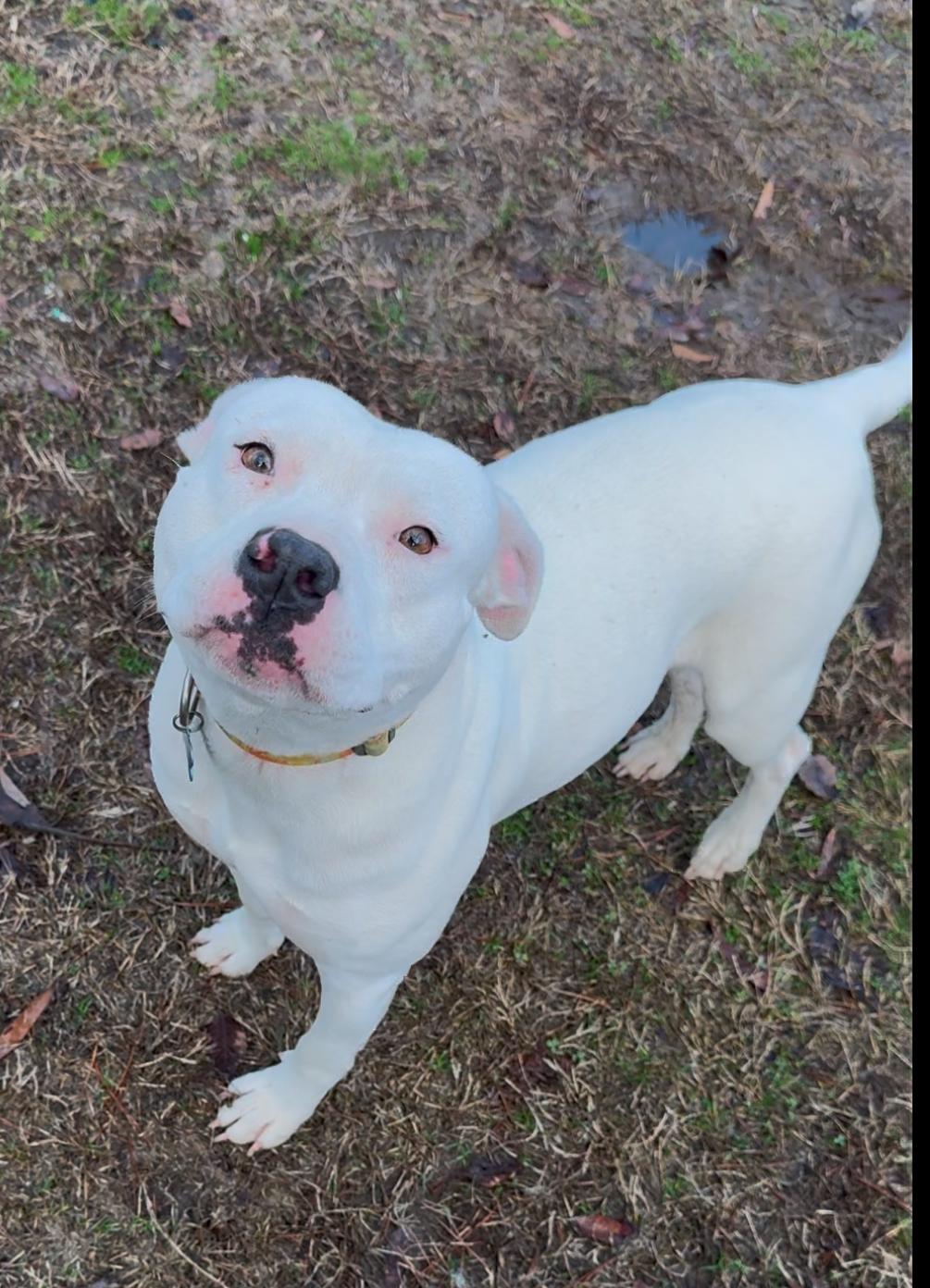 Lana, a Adoptable mixed breed in Plumerville, AR image 1/5
