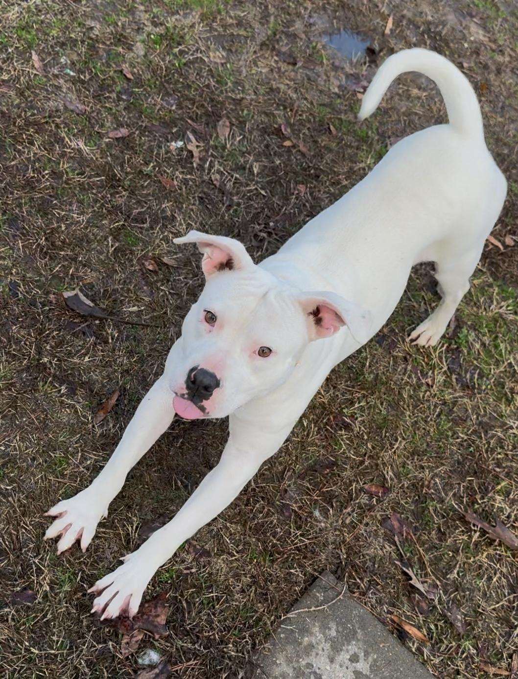 Lana, a Adoptable mixed breed in Plumerville, AR image 2/5