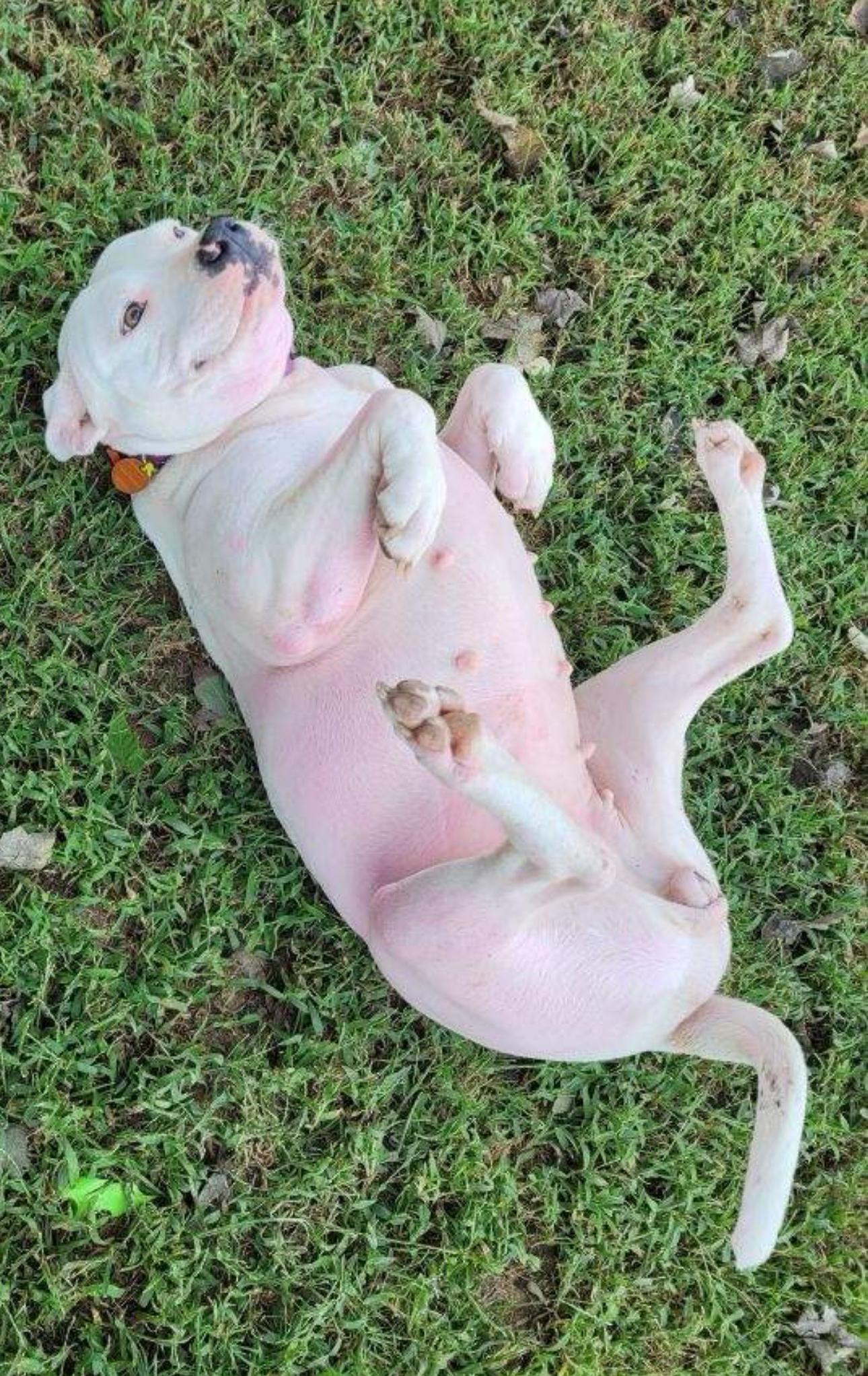 Lana, a Adoptable mixed breed in Plumerville, AR image 3/5