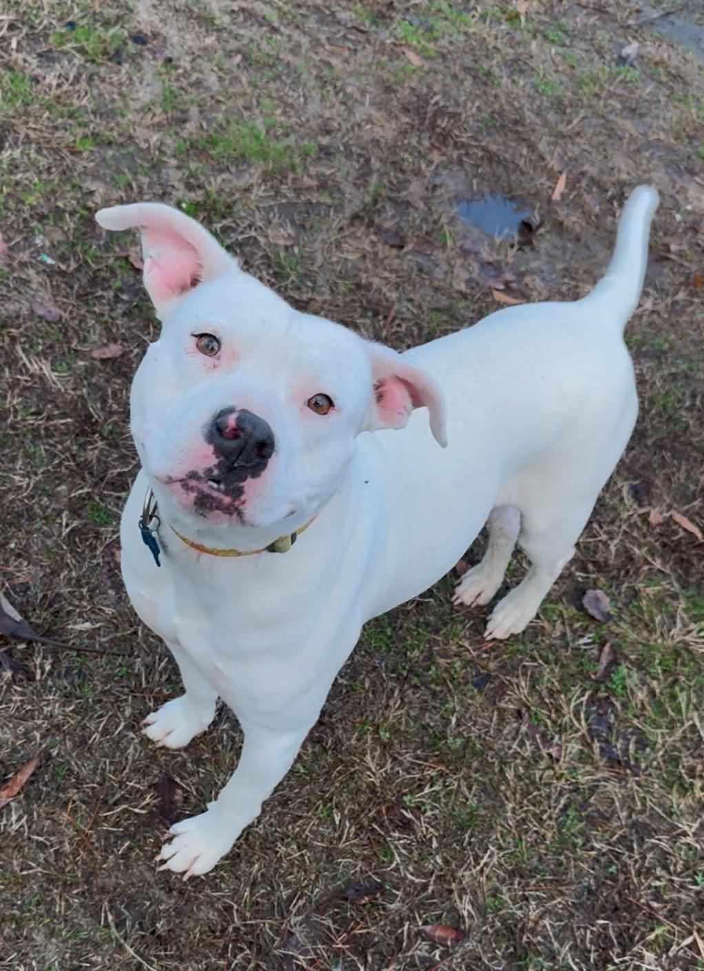Lana, a Adoptable mixed breed in Plumerville, AR image 4/5