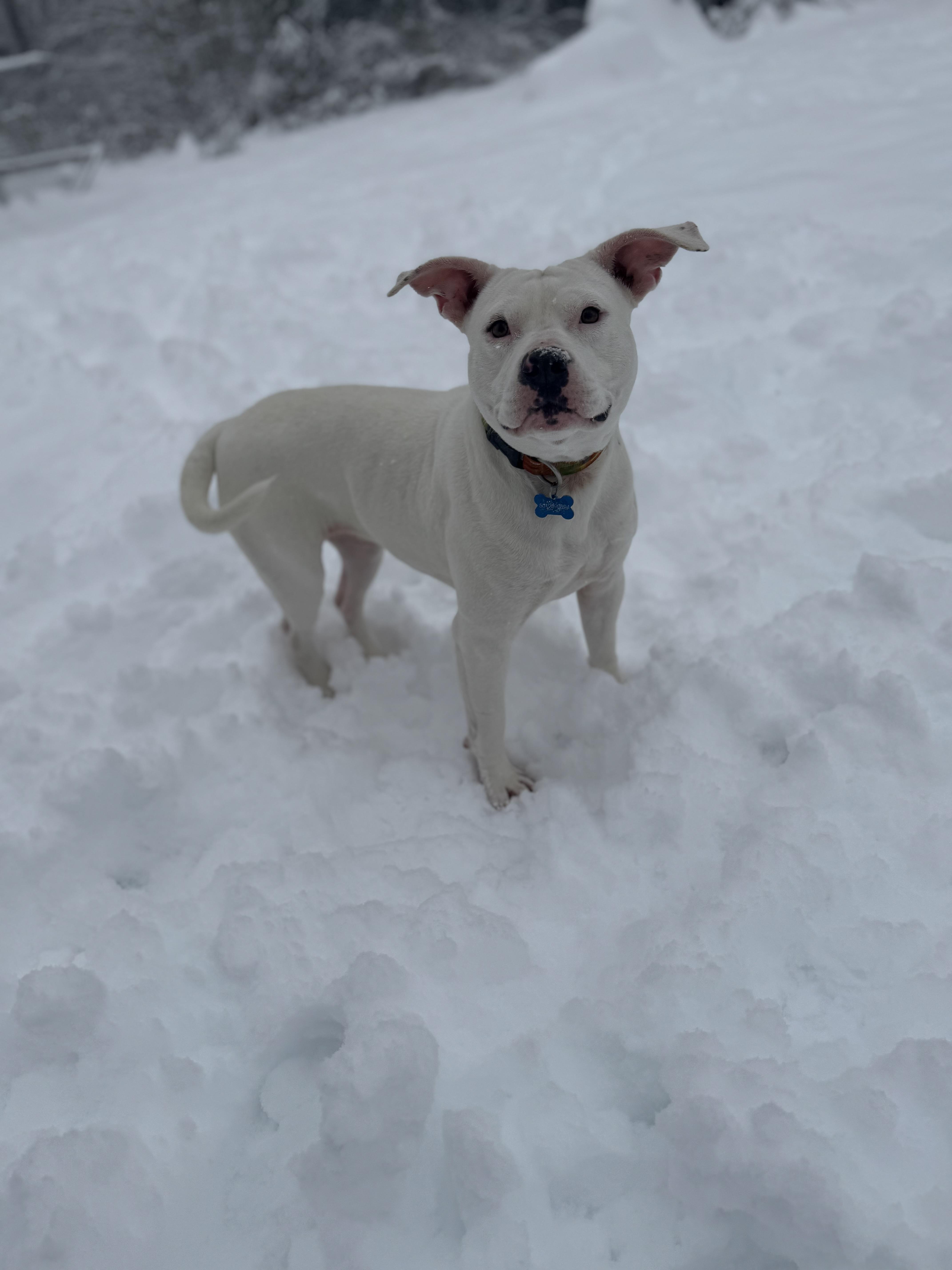 Lana, a Adoptable mixed breed in Plumerville, AR image 5/5