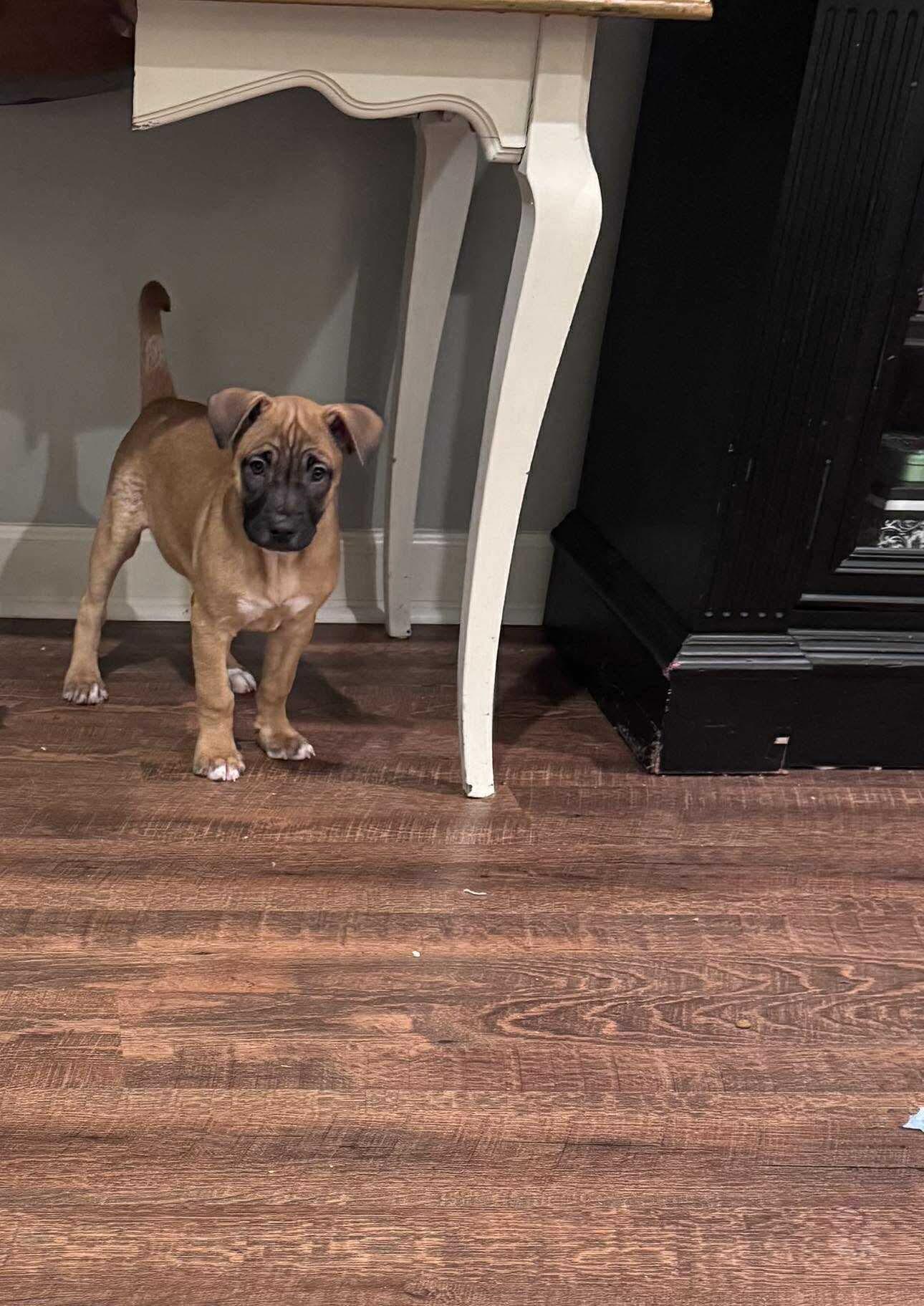 Parsley, Adoptable, Puppy Female Shepherd.